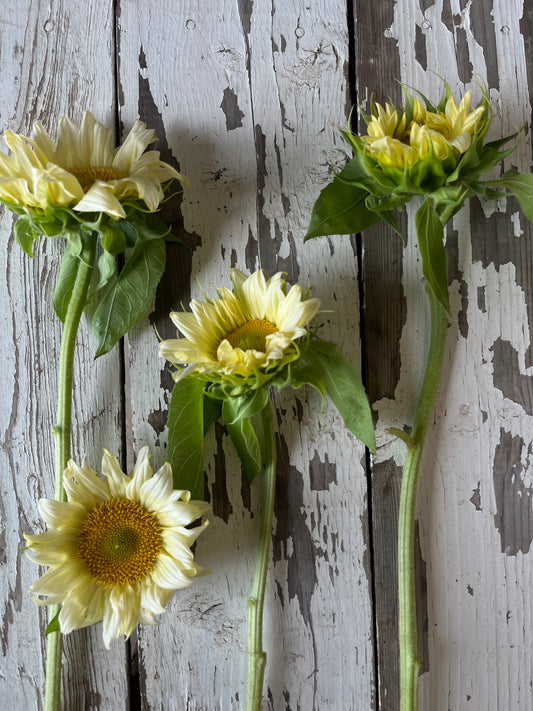 Tournesol - White nite