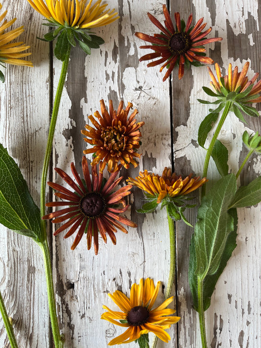 Rudbeckia - Chim Chiminee