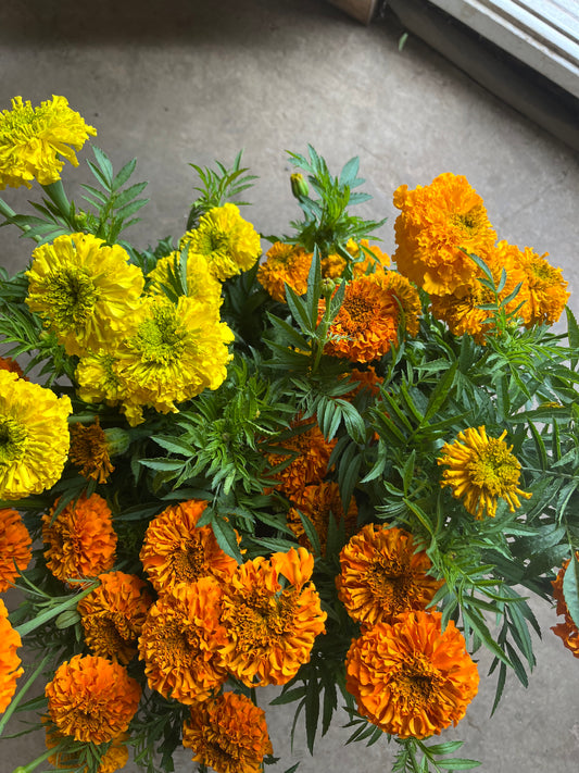 Tagètes - jaune