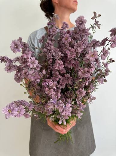 Larkspur - Misty lavender
