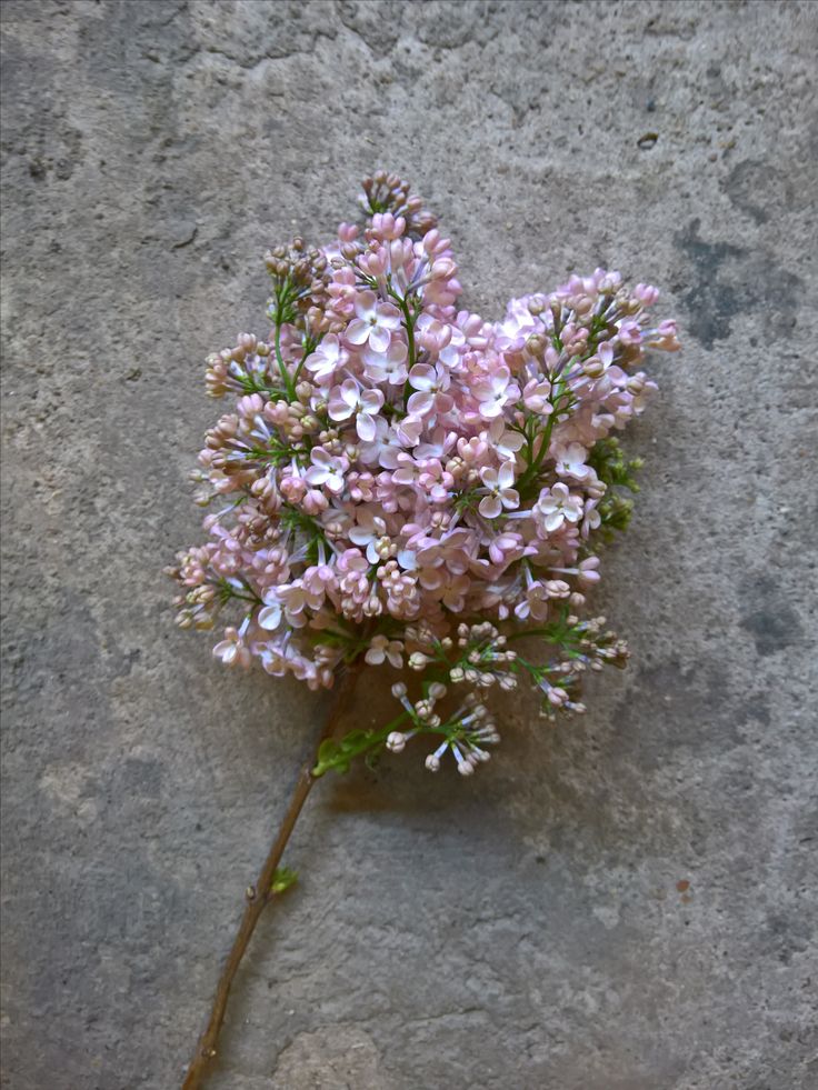 Lilas - Blushing Nova