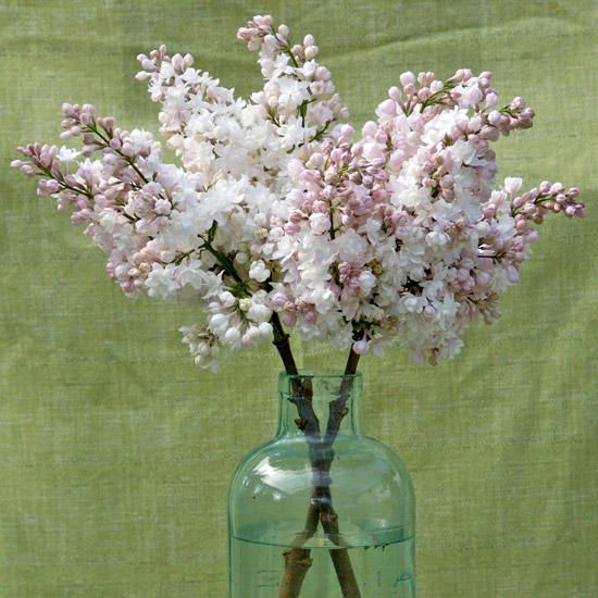 Lilas - Beauty of Moscow