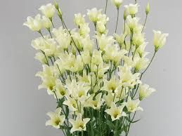 Lisianthus Macherie - vert