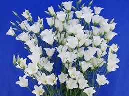 Lisianthus Macherie - Blanche