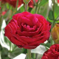 Lisianthus - Rouge