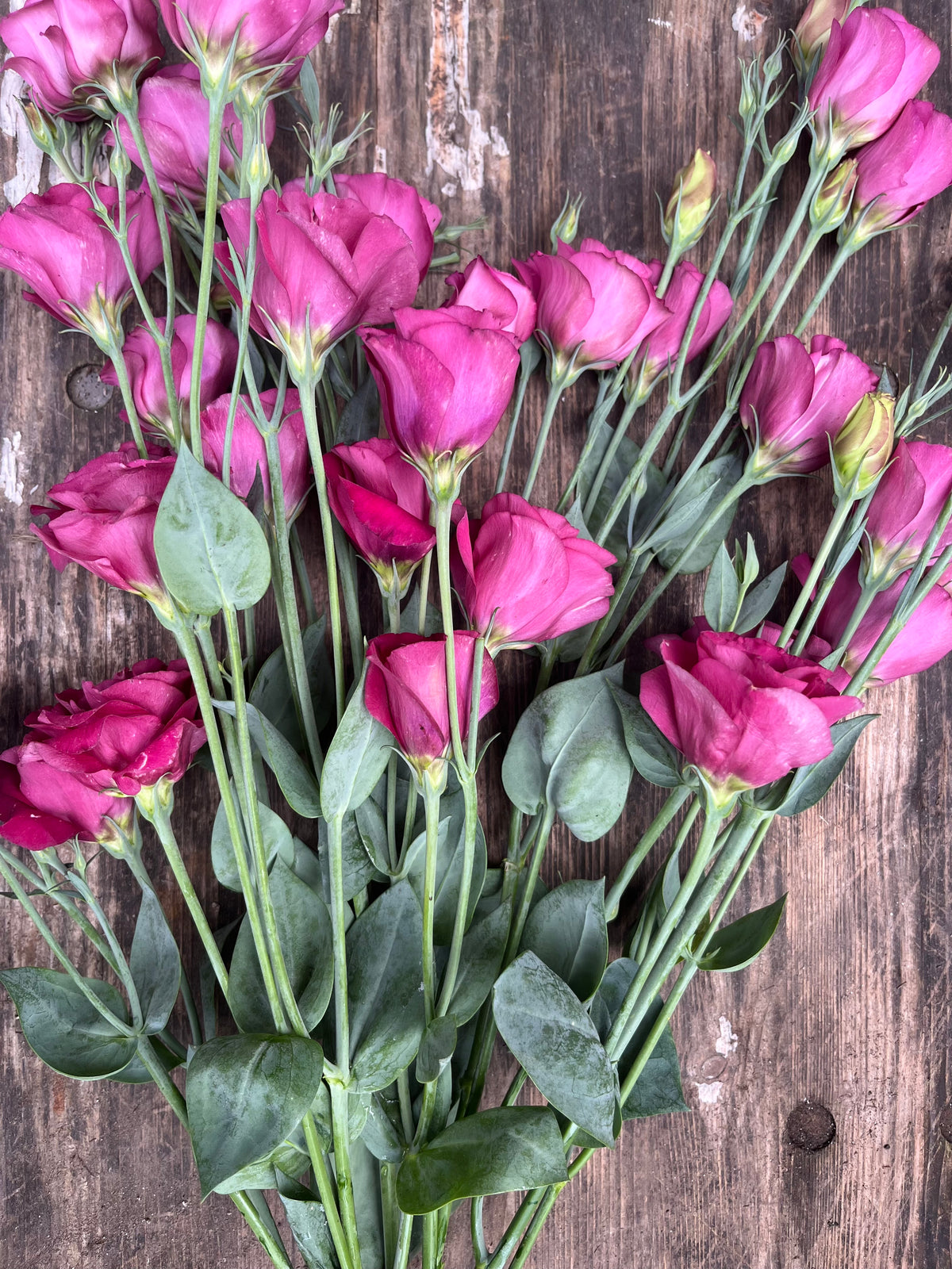 Lisianthus - Rose