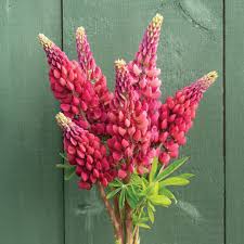 Lupin - Framboise