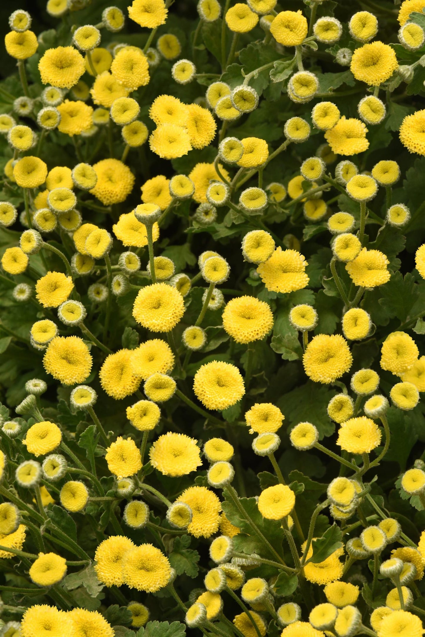 Matricaria - Boule de soleil