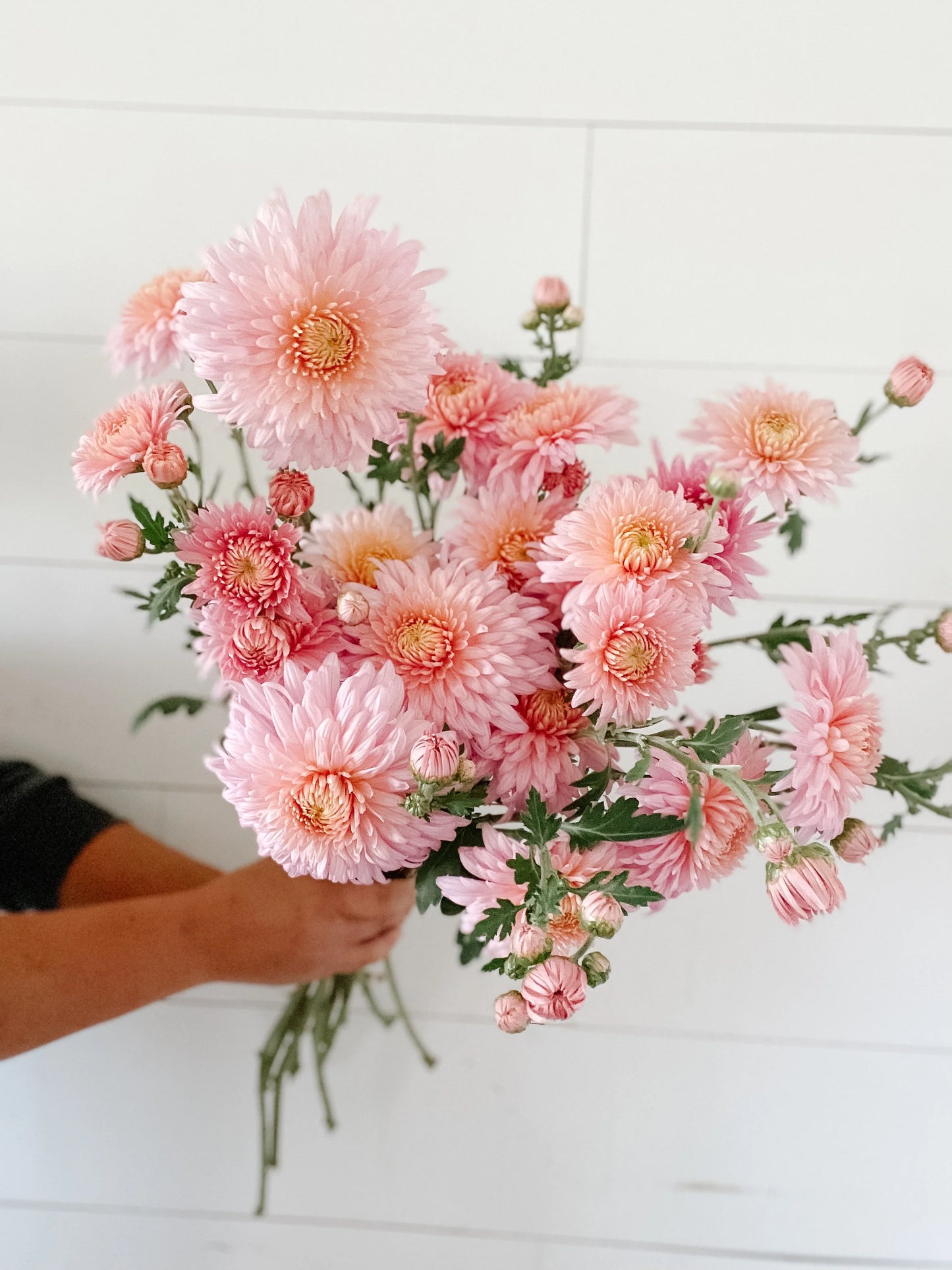 Chrysanthème - Maxine Charlton