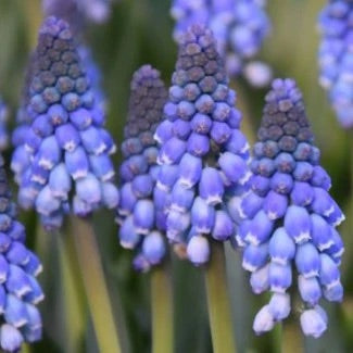 Muscari - Carola