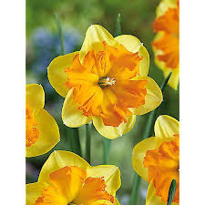 Jonquille - Congress