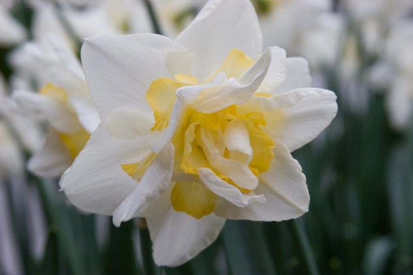 Jonquille - White lion