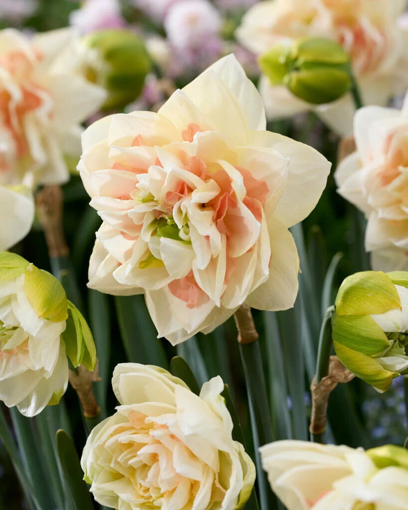 Jonquille - Pompom Rose