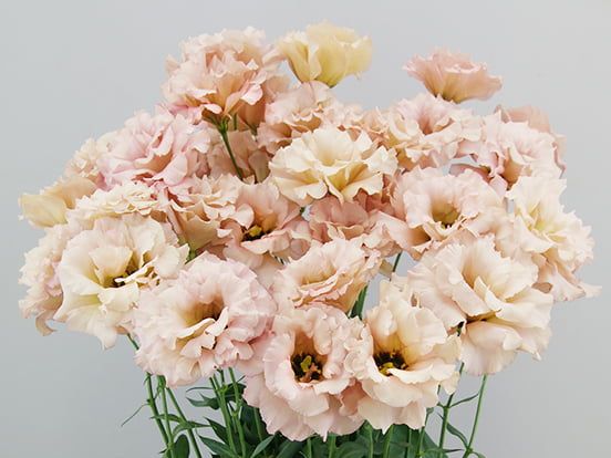 Lisianthus frisé - Beige Neo
