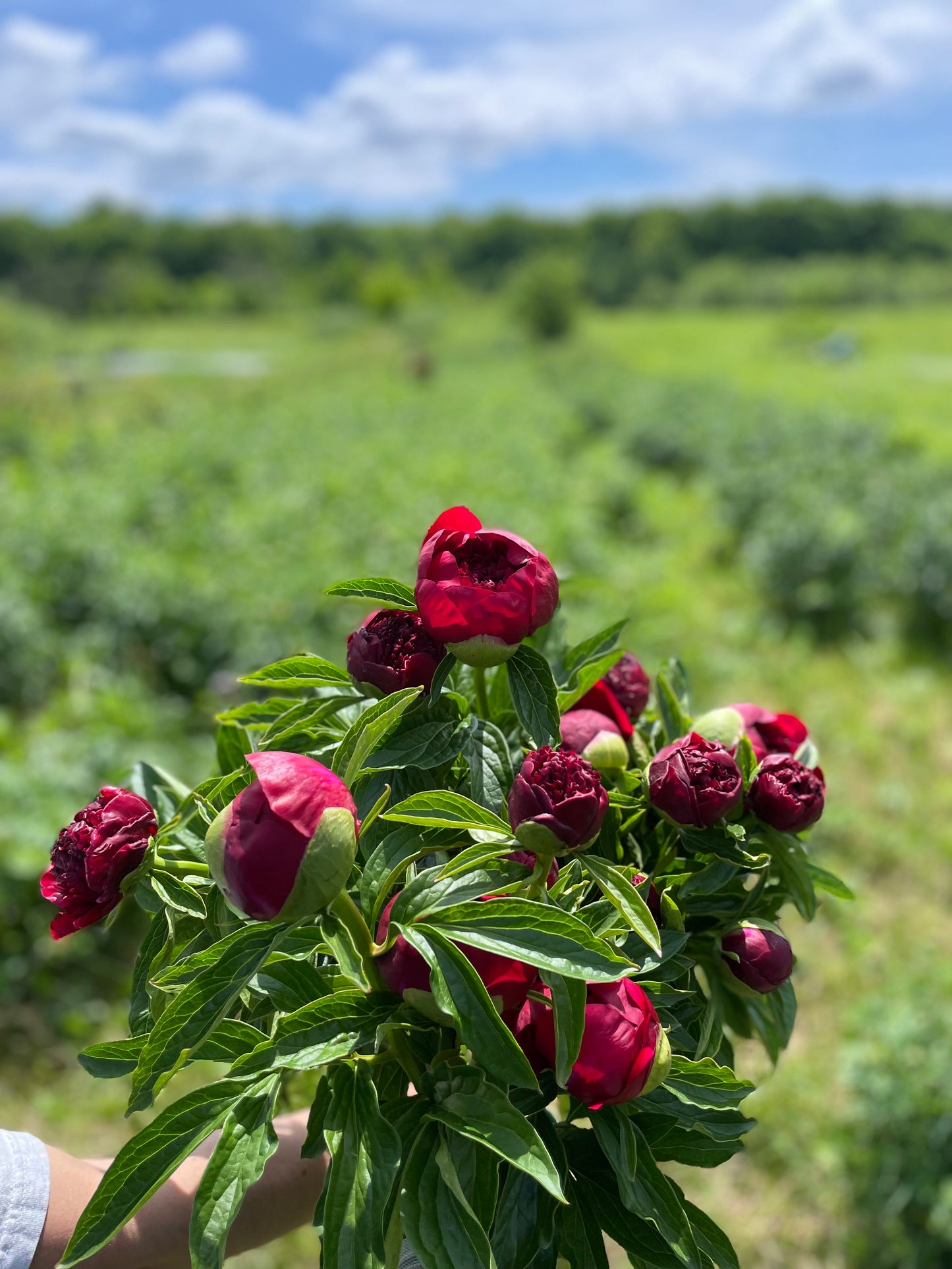 Pivoine - Red charm - «Velour»