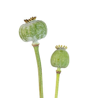 Pavot - Pods