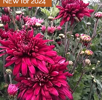 Chrysanthème - Pot Black