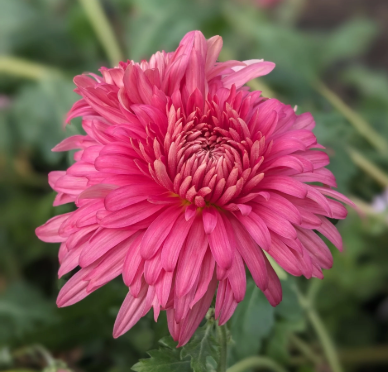 Chrysanthème - Rose Venice