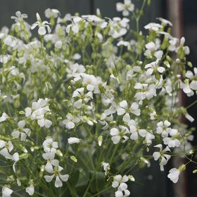 Saponaria - Blanche