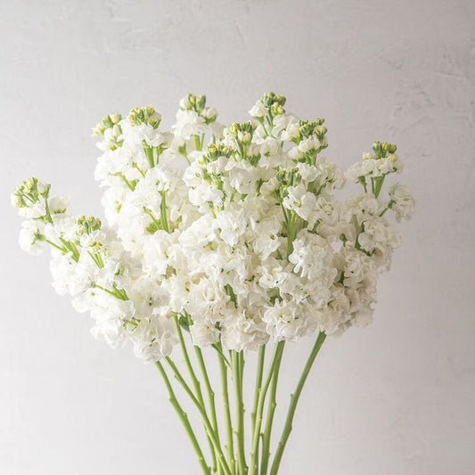 Giroflées - Blanche