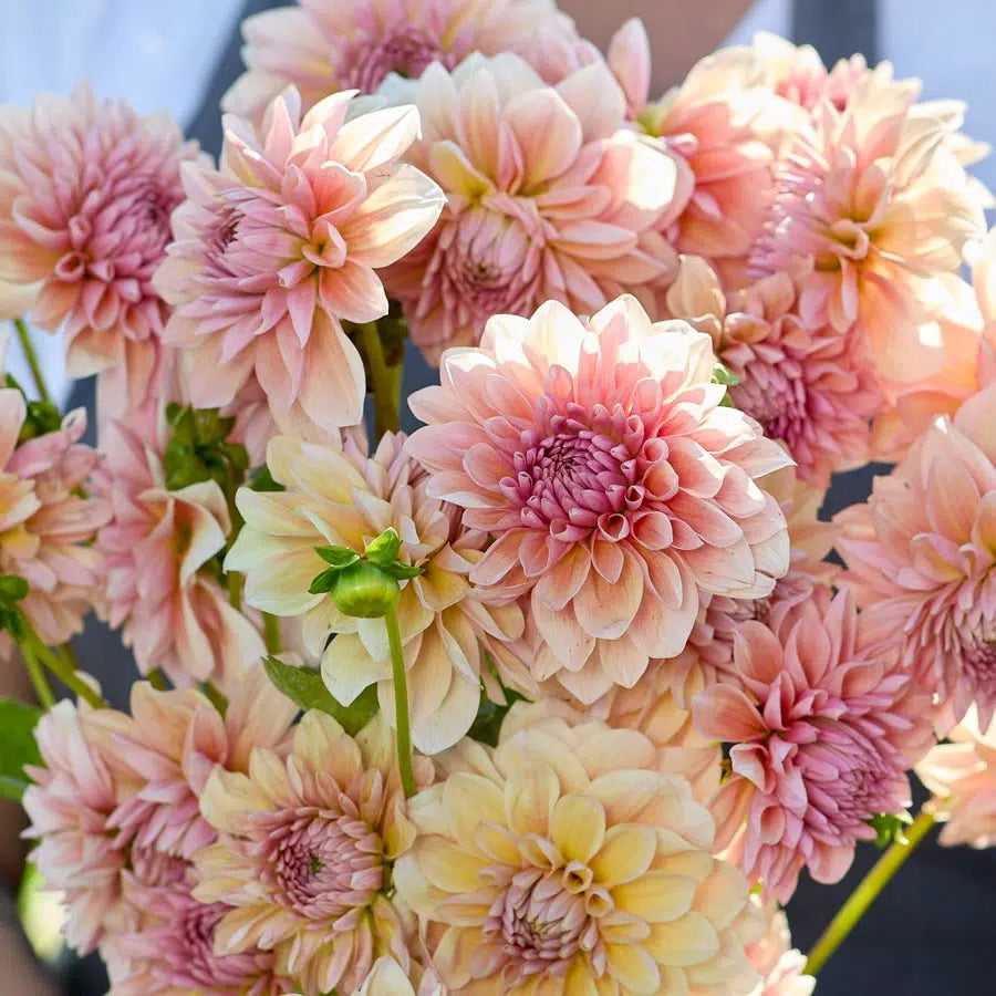 Dahlia - Sturm Sweet maria