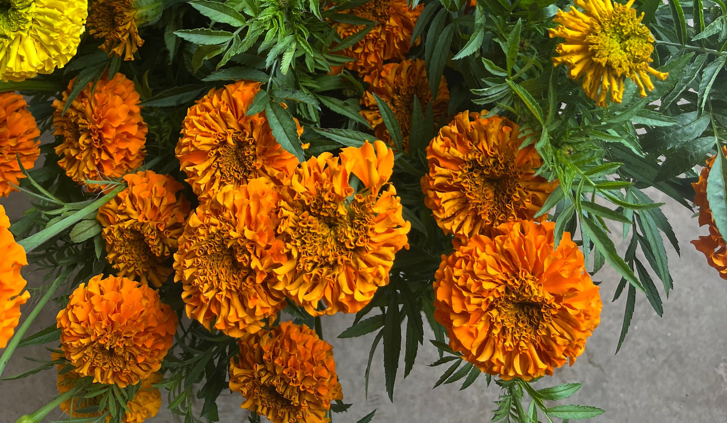 Tagètes - orange