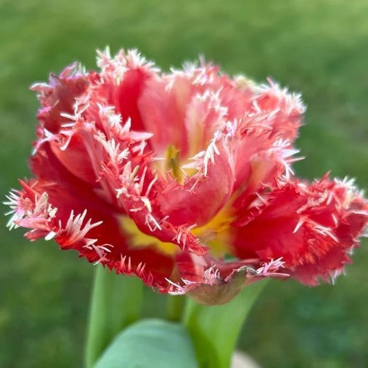 Tulipe double frangée - Qatar