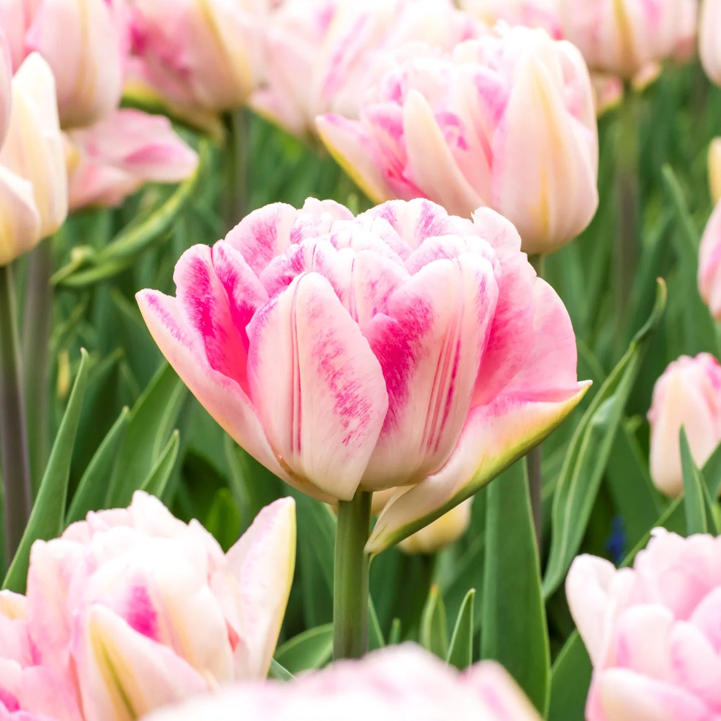 Tulipe double - Foxtrot - FDM