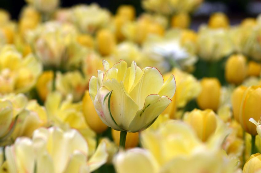 Tulipe double - Akebono