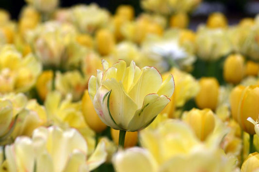 Tulipe double - Akebono - PÂQUES