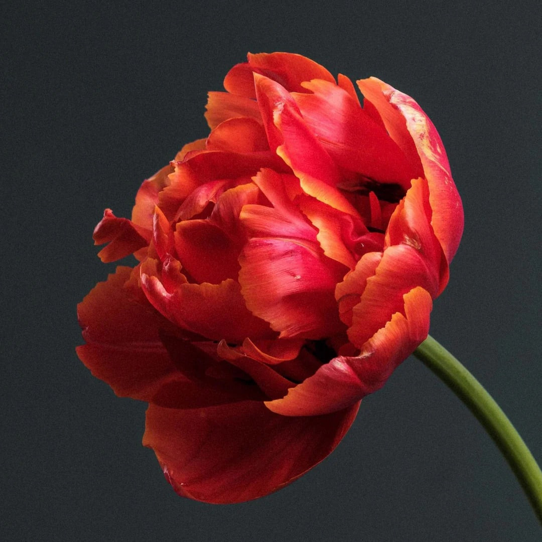 Tulipe double - Icoon - ST VALENTIN