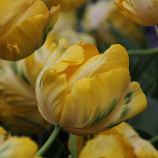 Tulipe Perroquet - Yellow Madonna - FDM