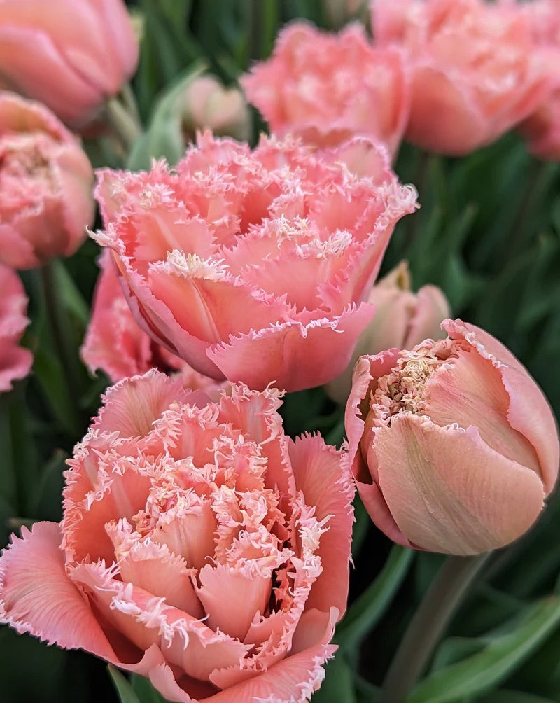 Tulipe double frangée - Pink magic-FDM
