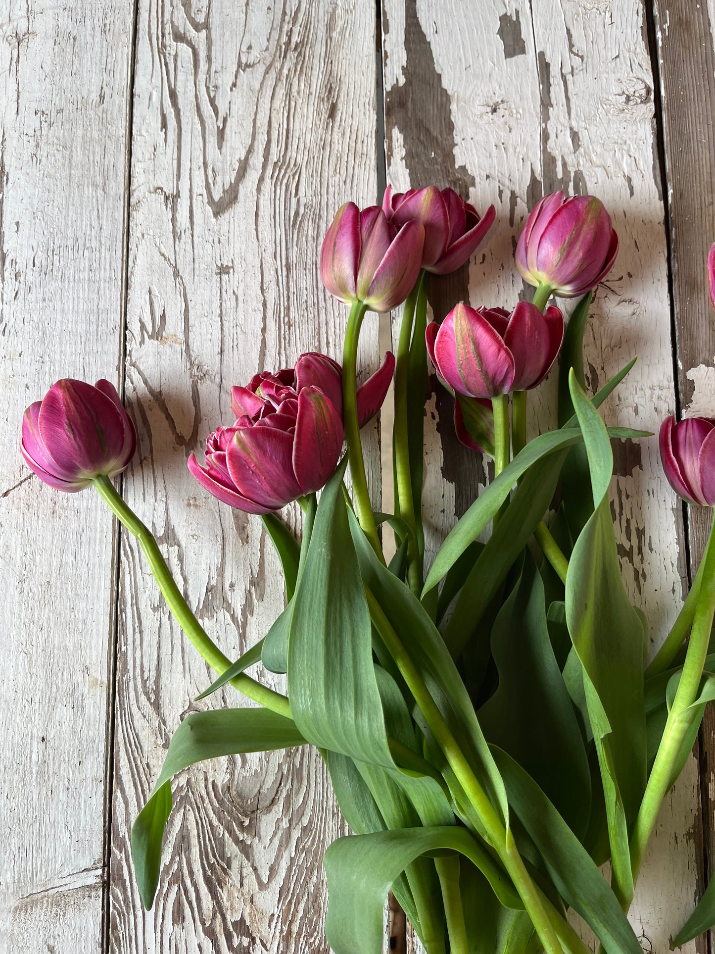 Tulipe double - Dream Touch