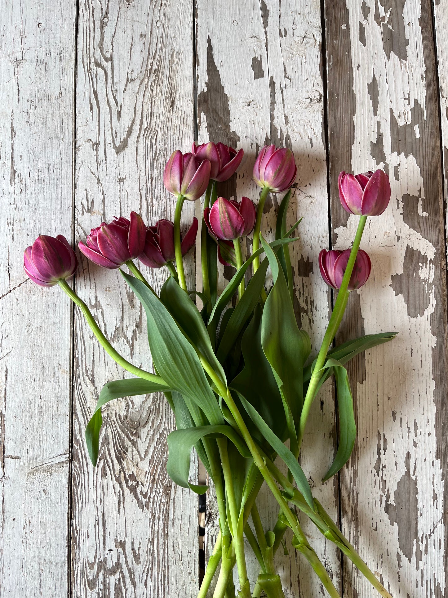 Tulipe double - Dream Touch