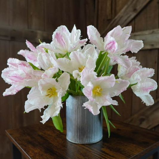 Tulipe Perroquet - Cabana