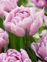 Tulipe double - Kantika - PÂQUES