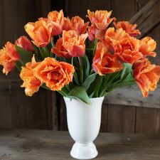 Tulipe double frangée - Orange passion