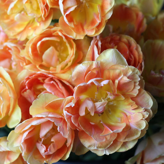 Tulipe double - Charming Beauty - FDM