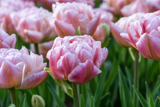 Tulipe double - Pink mist - FDM