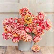 Tulipe double - Verona Sunrise - PÂQUES