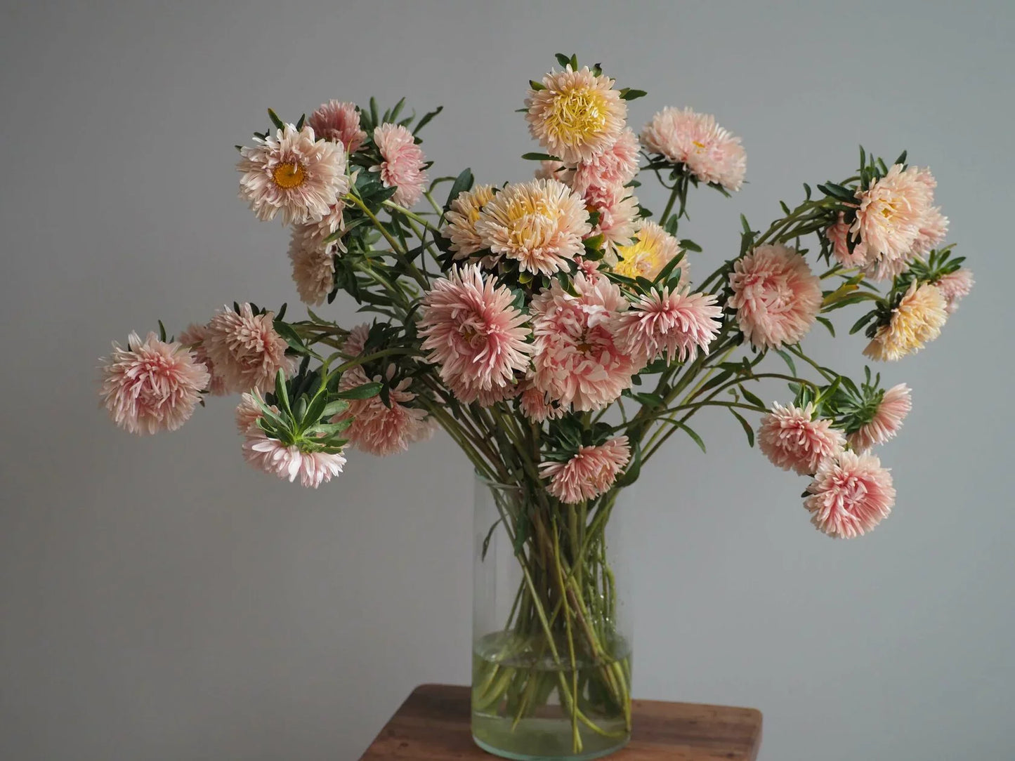 Aster - Abricot