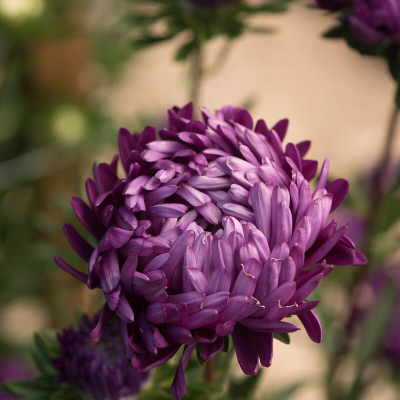 Aster de chine - Tower Violet