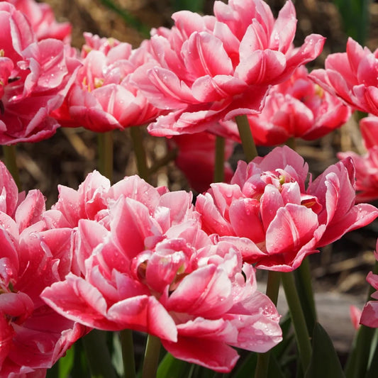 Tulipe double - Columbus