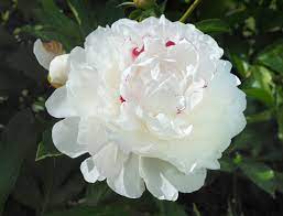 Pivoine - Festiva maxima