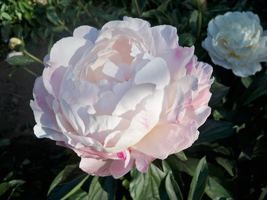 Pivoine - Gardenia