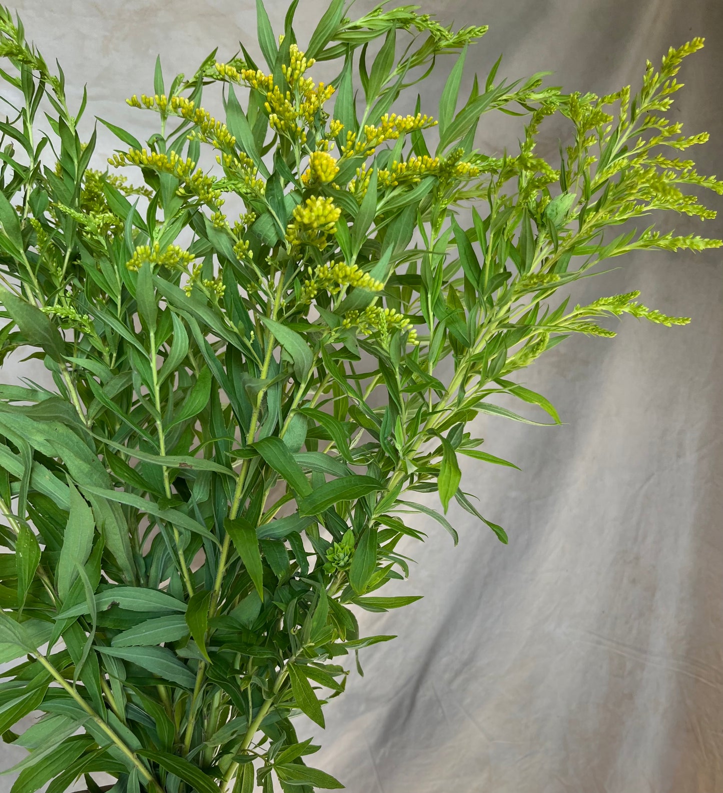 Verge d'Or