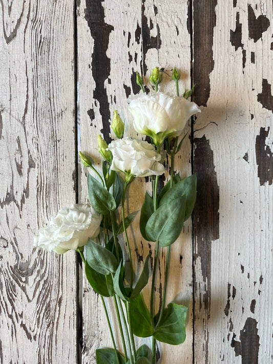 Lisianthus frisé - blanc