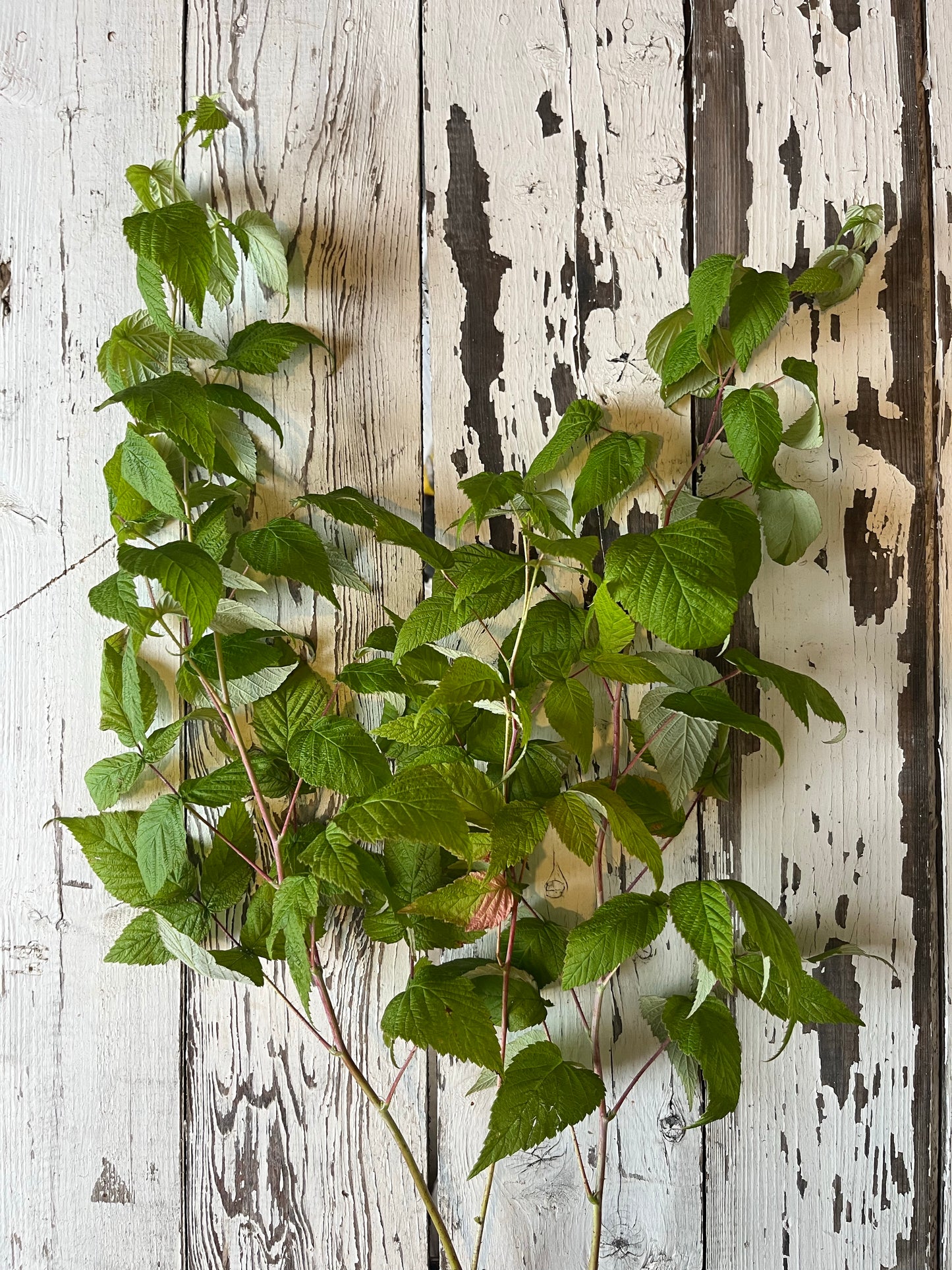 Framboise sauvage