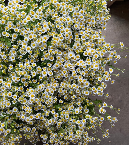 Matricaria - Camomille - Tige latérale